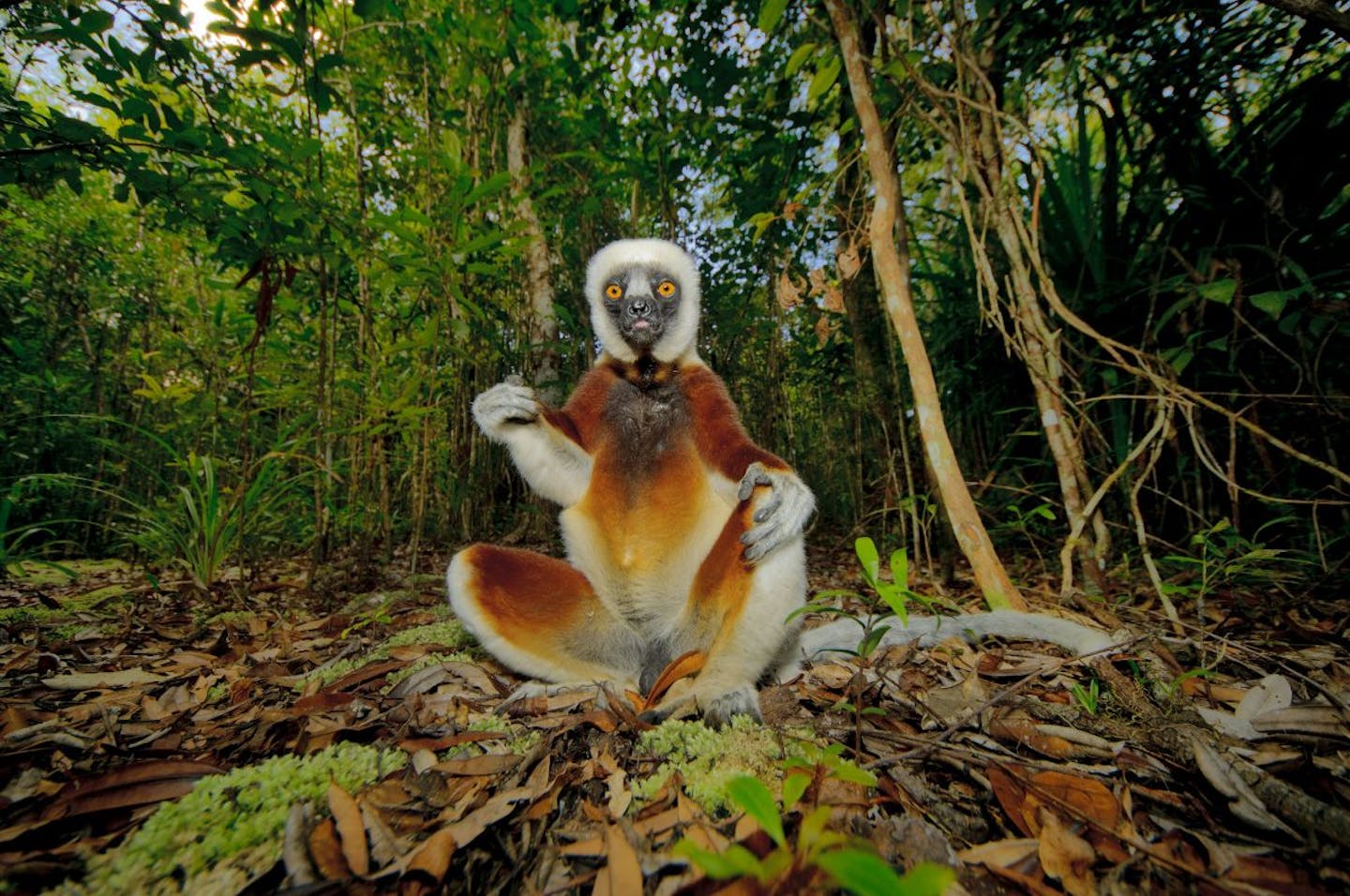 The various lives of lemurs